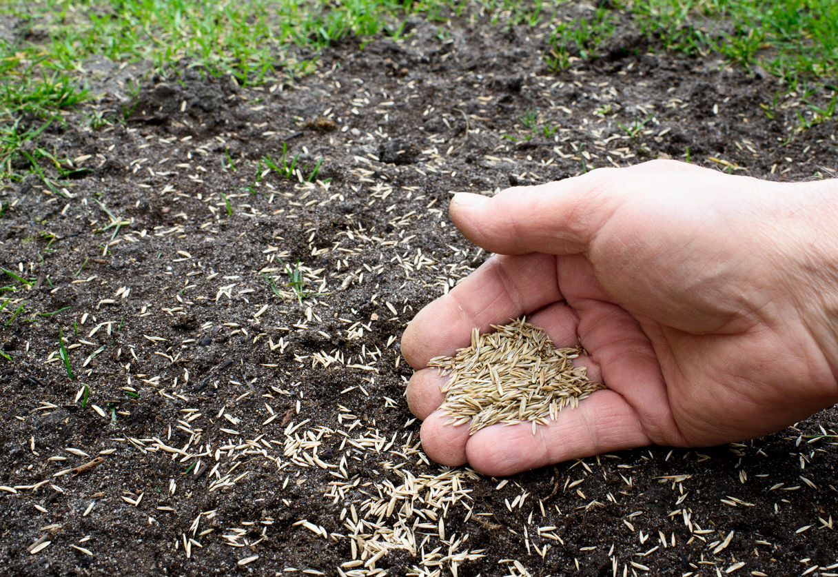 Aerial Cover Crop Seeding — Fall 2025